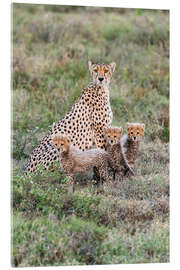 Akryylilasitaulu Cheetah mother with cubs