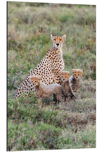 Aluminium print Cheetah mother with cubs