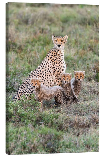 Canvas print Cheetah mother with cubs