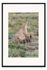 Gerahmter Kunstdruck Gepardenmutter mit Jungtieren