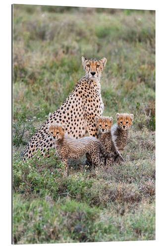 Gallery print Cheetah mother with cubs