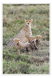 Poster Gepardenmutter mit Jungtieren
