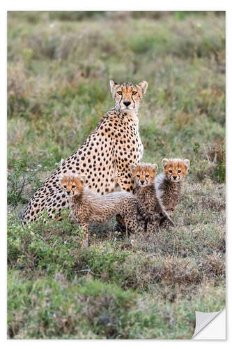 Vinilo para la pared Cheetah mother with cubs