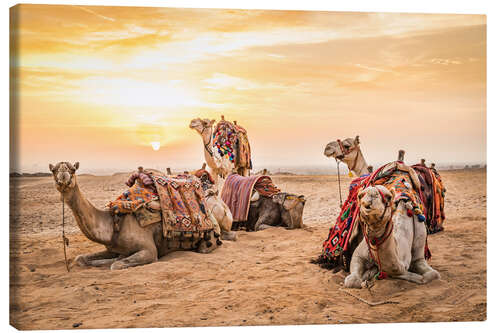 Obraz na płótnie Egyptian camels