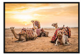 Gerahmter Kunstdruck Ägyptische Kamele