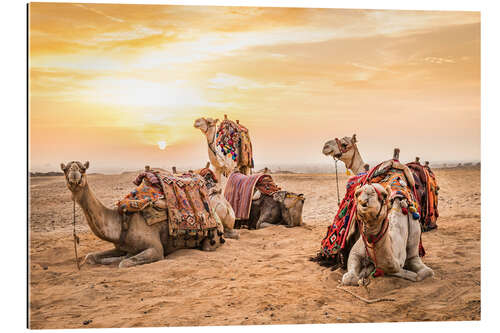 Gallery print Egyptian camels