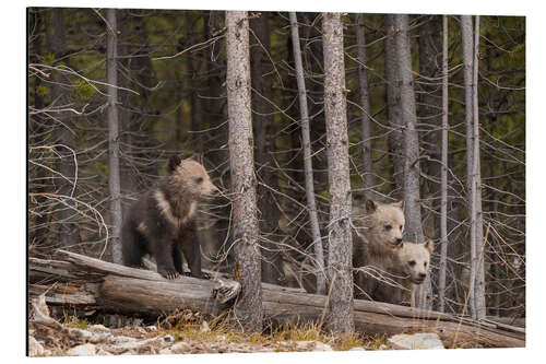 Aluminium print Three grizzly bear cubs