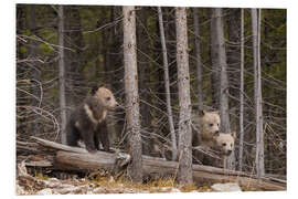 Cuadro de PVC Tres cachorros de oso grizzly