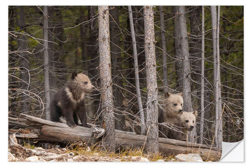 Vinilo para la pared Tres cachorros de oso grizzly