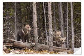 Naklejka na ścianę Three grizzly bear cubs