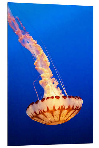 Gallery print Red jellyfish