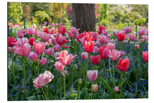 Alubild Tulpen im Abendlicht