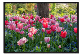 Gerahmter Kunstdruck Tulpen im Abendlicht