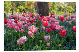 Foam board print Tulips in the evening light