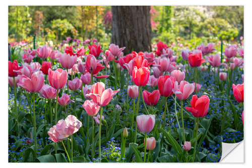 Selvklebende plakat Tulips in the evening light