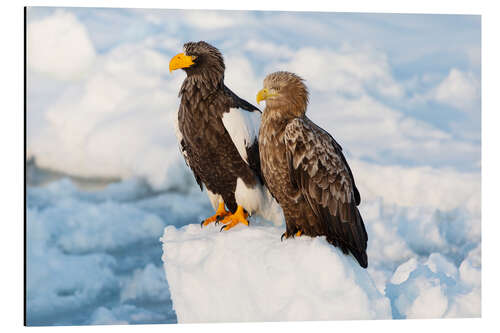 Alubild Seeadler