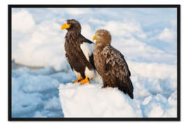 Gerahmter Kunstdruck Seeadler