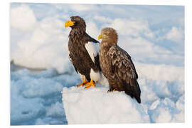 Hartschaumbild Seeadler