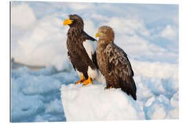 Gallery print White-tailed eagle