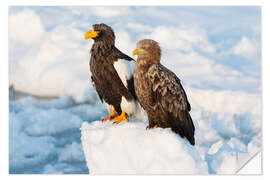 Selvklebende plakat White-tailed eagle