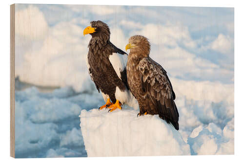 Wood print White-tailed eagle