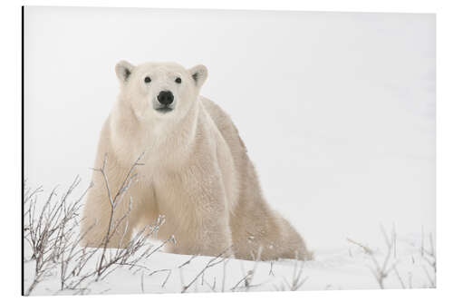 Aluminiumtavla Polar bear on frozen tundra