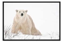 Gerahmter Kunstdruck Eisbär auf gefrorener Tundra