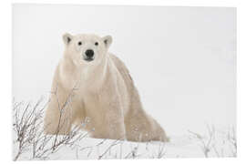 Foam board print Polar bear on frozen tundra