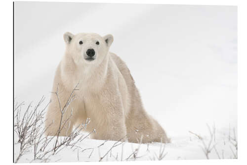 Galleriprint Polar bear on frozen tundra