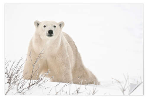 Naklejka na ścianę Polar bear on frozen tundra