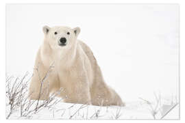 Naklejka na ścianę Polar bear on frozen tundra