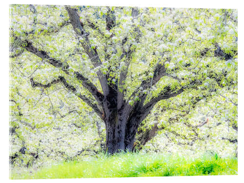 Acrylic print Spring blooming apple tree