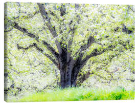 Canvas print Spring blooming apple tree