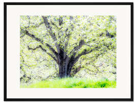 Gerahmter Kunstdruck Frühlingsblühender Apfelbaum