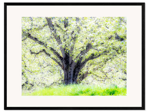 Framed art print Spring blooming apple tree