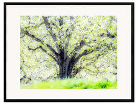 Framed art print Spring blooming apple tree