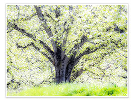 Poster Spring blooming apple tree