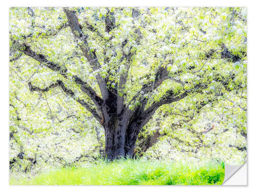 Wall sticker Spring blooming apple tree