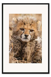 Gerahmter Kunstdruck Gepardenjunges