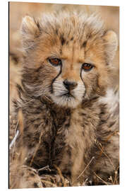 Magnettafel Gepardenjunges