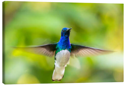 Canvas print White-necked hummingbird