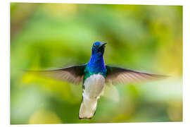 Foam board print White-necked hummingbird