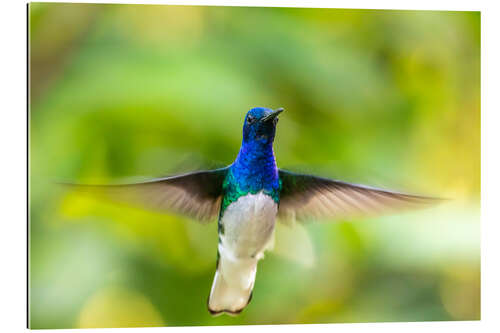 Gallery print White-necked hummingbird