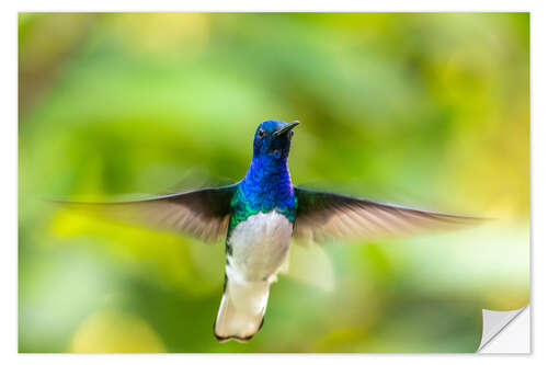 Vinilo para la pared Colibrí de cuello blanco