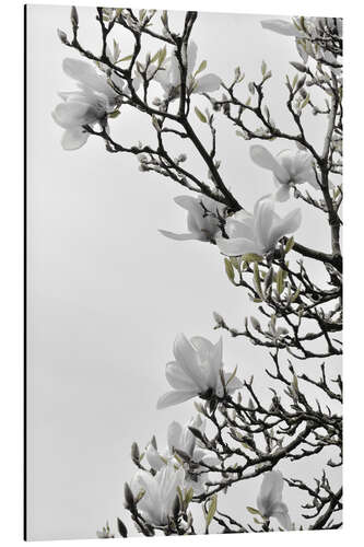 Alubild Weiße Magnolien Blüte - Frühling in voller Blüte