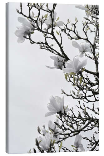 Tableau sur toile Fleur de magnolia blanc - printemps en pleine floraison