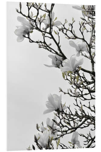 Foam board print White magnolia blossom - spring in full bloom