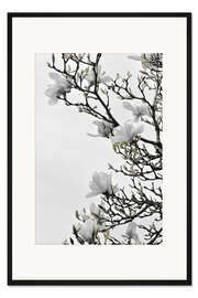 Gerahmter Kunstdruck Weiße Magnolien Blüte - Frühling in voller Blüte