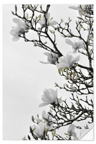 Vinilo para la pared Flor de magnolia blanca