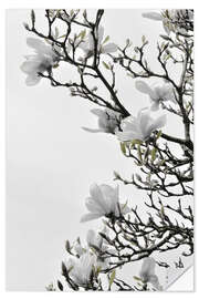 Wall sticker White magnolia blossom - spring in full bloom